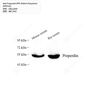 Антитела первичные, поликлональные кролика к Properdin/PFC крысы, мыши, 50 мкл