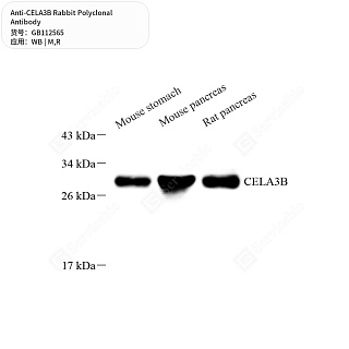 Антитела первичные, поликлональные кролика к CELA3B крысы, мыши, 50 мкл
