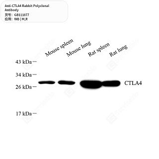 Антитела первичные, поликлональные кролика к CTLA4 крысы, мыши, 50 мкл