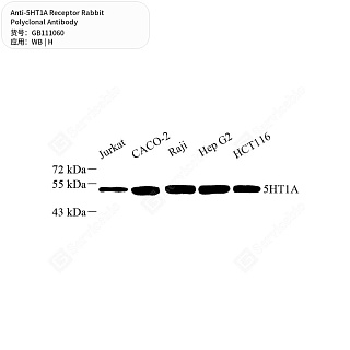Антитела первичные, поликлональные кролика к 5HT1A Receptor человека, 50 мкл