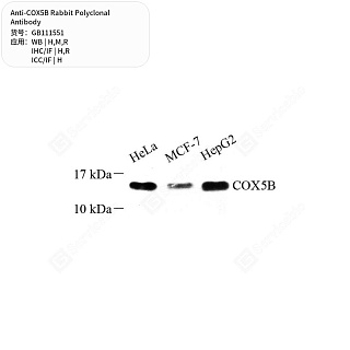 Антитела первичные, поликлональные кролика к COX5B крысы, мыши, человека, 50 мкл