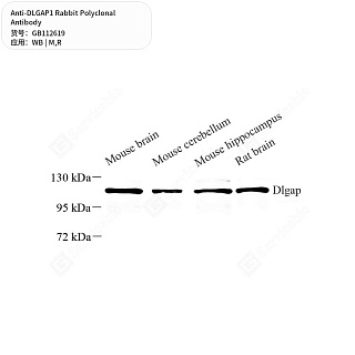 Антитела первичные, поликлональные кролика к DLGAP1 крысы, мыши, 50 мкл