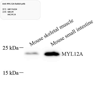 Антитела первичные, поликлональные кролика к MYL12A крысы, мыши, 100 мкл