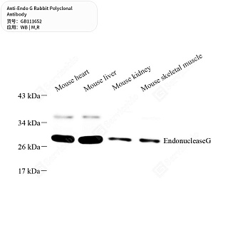 Антитела первичные, поликлональные кролика к Endo G крысы, мыши, 50 мкл