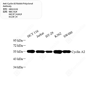 Антитела первичные, поликлональные кролика к Cyclin A2 крысы, мыши, человека, 50 мкл