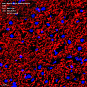 Антитела первичные, моноклональные, Myelin Basic Protein, 100 мкл