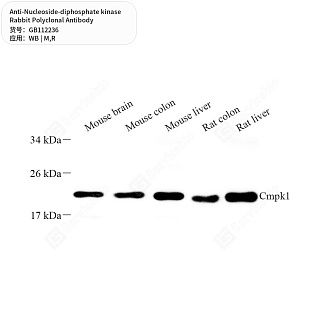 Антитела первичные, поликлональные кролика к Nucleoside-diphosphate kinase крысы, мыши, 50 мкл