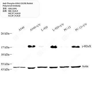 Антитела первичные, поликлональные кролика к Phospho-H2A.X (S139) крысы, мыши, человека, 50 мкл