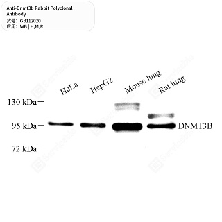 Антитела первичные, поликлональные кролика к Dnmt3b крысы, мыши, человека, 50 мкл