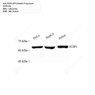 Антитела первичные, поликлональные кролика к STIP1/STI1 крысы, мыши, человека, 50 мкл