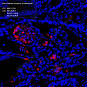 Антитела первичные, поликлональные Cleaved-Caspase-3, 100 мкл