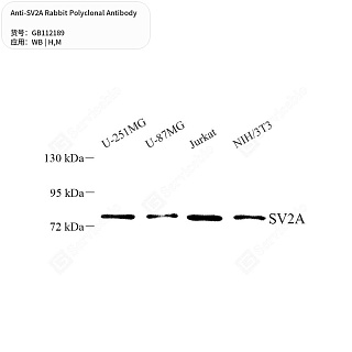 Антитела первичные, поликлональные кролика к SV2A мыши, человека, 50 мкл