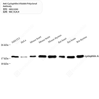 Антитела первичные, поликлональные кролика к Cyclophilin A крысы, мыши, человека, 50 мкл