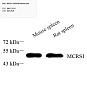Антитела первичные, поликлональные, MCRS1/MSP58, 100 мкл