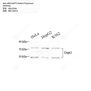 Антитела первичные, поликлональные кролика к eRF3/GSPT1 крысы, мыши, человека, 50 мкл