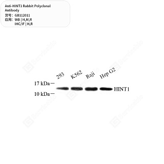 Антитела первичные, поликлональные кролика к HINT1 крысы, мыши, человека, 50 мкл