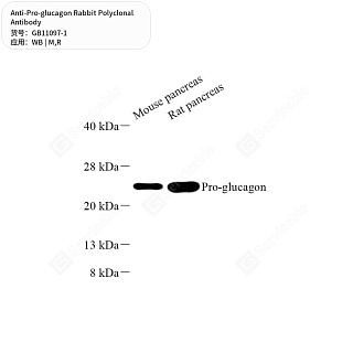 Антитела первичные, поликлональные кролика к Pro-glucagon крысы, мыши, 50 мкл