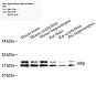 Антитела первичные, поликлональные, Myelin Basic Protein, 100 мкл
