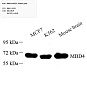 Антитела первичные, поликлональные, MBD4/MED1, 100 мкл