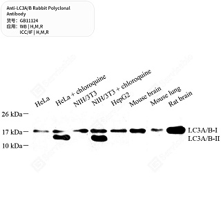 Антитела первичные, поликлональные кролика к LC3A/B крысы, мыши, человека, 50 мкл