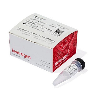 Трансфекционный реагент Lipofectamine 2000 CD, 1 мл