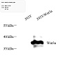 Антитела первичные, поликлональные, Wnt3a, 100 мкл