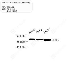 Антитела первичные, поликлональные кролика к CCT2 крысы, мыши, человека, 50 мкл