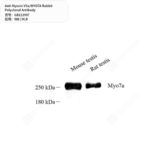 Антитела первичные, поликлональные кролика к Myosin VIIa/MYO7A крысы, мыши, 50 мкл