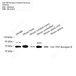 Антитела первичные, поликлональные кролика к TNF Receptor II крысы, мыши, человека, 50 мкл