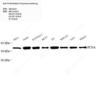 Антитела первичные, поликлональные кролика к PCNA крысы, мыши, человека, 50 мкл