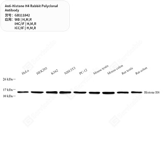 Антитела первичные, поликлональные кролика к Histone H4 крысы, мыши, человека, 50 мкл