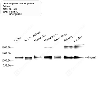 Антитела первичные, поликлональные кролика к Collagen I крысы, мыши, человека, 50 мкл