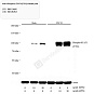 Антитела первичные, поликлональные, Phospho-STAT1(Y701), 100 мкл