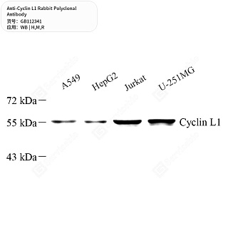 Антитела первичные, поликлональные кролика к Cyclin L1 крысы, мыши, человека, 50 мкл