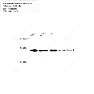 Антитела первичные, поликлональные кролика к Peroxiredoxin 1/PAG крысы, мыши, человека, 50 мкл