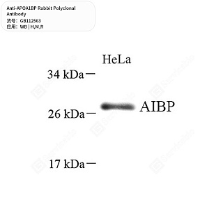 Антитела первичные, поликлональные кролика к APOA1BP крысы, мыши, человека, 50 мкл