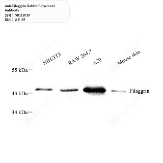 Антитела первичные, поликлональные кролика к Filaggrin мыши, 50 мкл