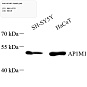 Антитела первичные, поликлональные, AP1M1, 100 мкл