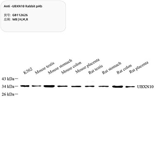 Антитела первичные, поликлональные кролика к UBXN10 крысы, мыши, человека, 100 мкл