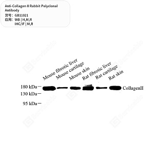 Антитела первичные, поликлональные кролика к Collagen II крысы, мыши, человека, 50 мкл
