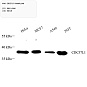 Антитела первичные, поликлональные, CDC37L1, 100 мкл