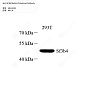 Антитела первичные, поликлональные кролика к SF3B4 человека, 50 мкл