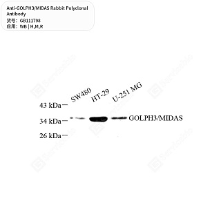 Антитела первичные, поликлональные кролика к GOLPH3/MIDAS крысы, мыши, человека, 50 мкл