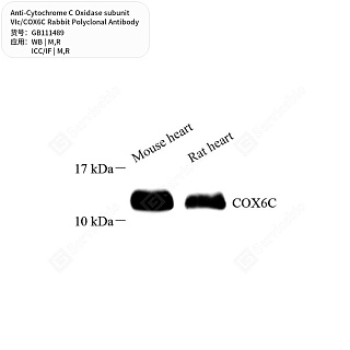 Антитела первичные, поликл. кролика к Cytochrome C Oxidase subunit VIc/COX6C крысы, мыши, 50 мкл
