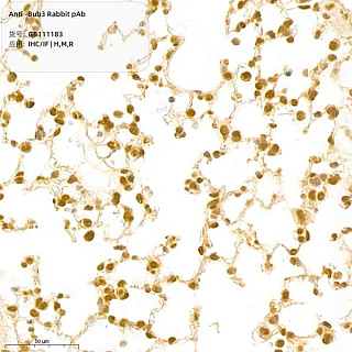 Антитела первичные, поликлональные кролика к Bub3 крысы, мыши, человека, 100 мкл
