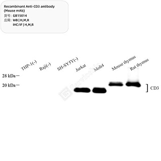 Антитела первичные, моноклональные мыши к CD3 крысы, мыши, человека, 100 мкл