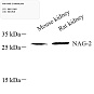 Антитела первичные, поликлональные, NAG-2, 100 мкл