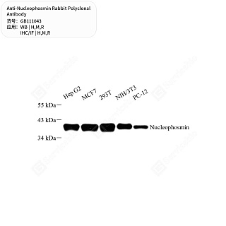 Антитела первичные, поликлональные кролика к Nucleophosmin крысы, мыши, человека, 50 мкл