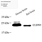 Антитела первичные, поликлональные, CLDN9, 100 мкл