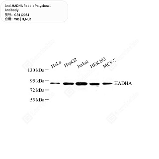 Антитела первичные, поликлональные кролика к HADHA крысы, мыши, человека, 50 мкл
